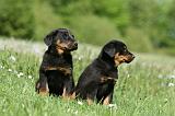 BEAUCERON - PUPPIES 341